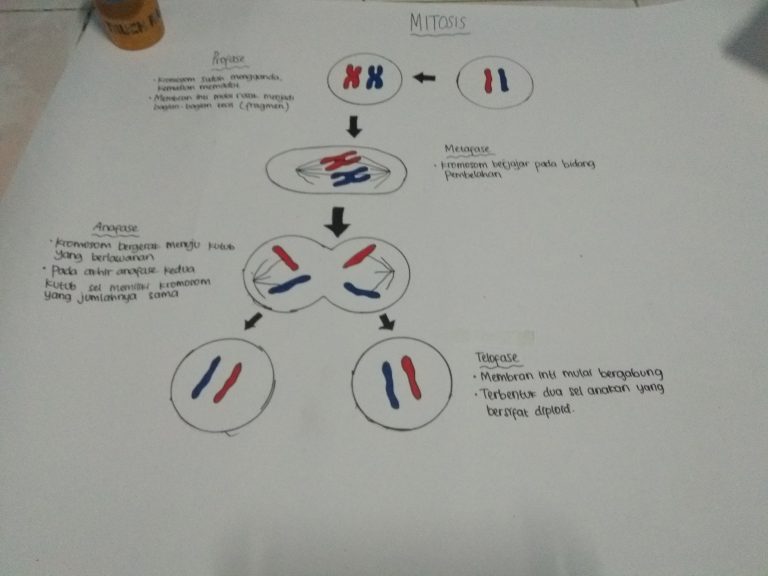 Pembelahan Sel Mitosis Kelompok 3 Kelas 9.9
