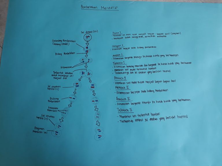 Pembelahan Meiosis