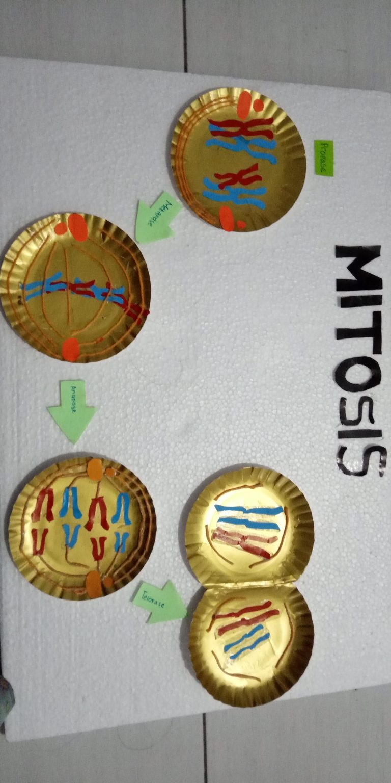Skema Pembelahan Sel Mitosis Kelompok 2 Kelas 9.9
