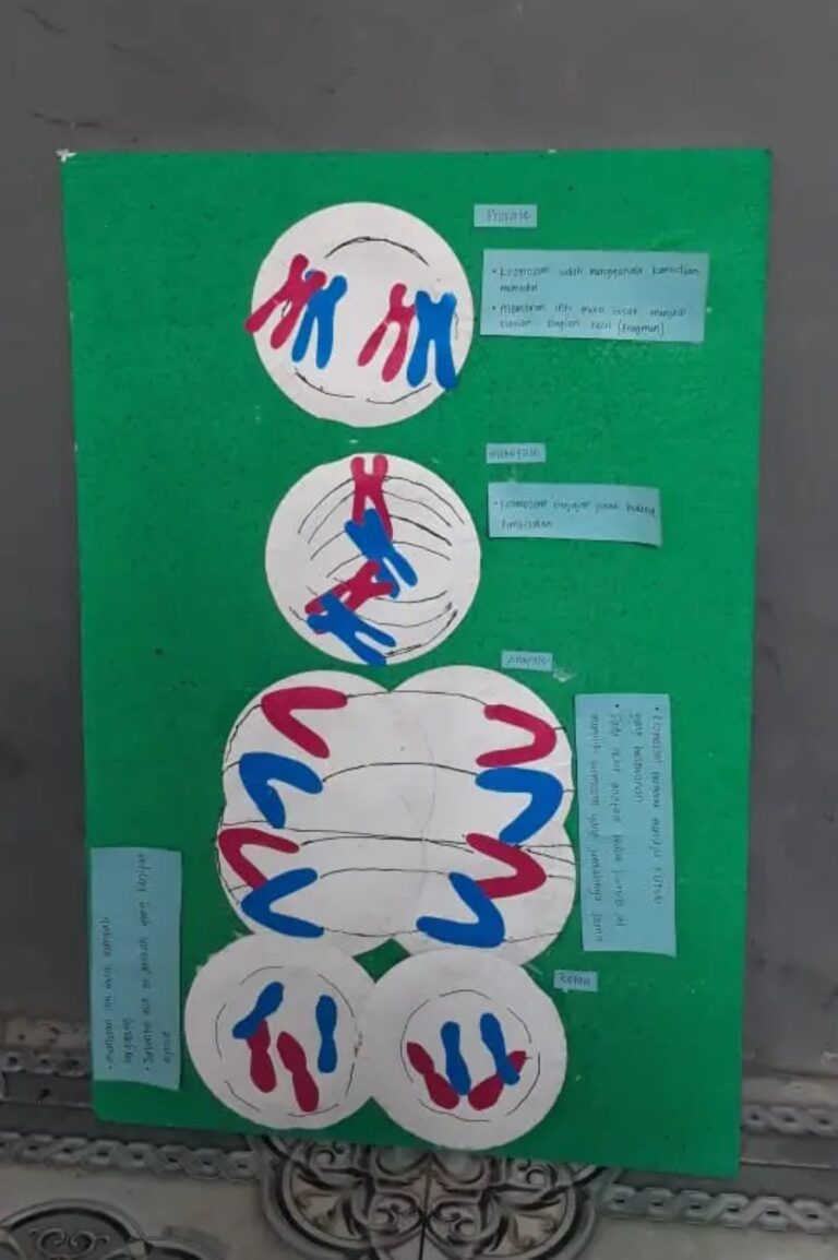 sel mitosis