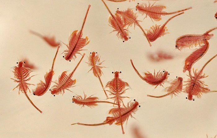 cara menetaskan artemia