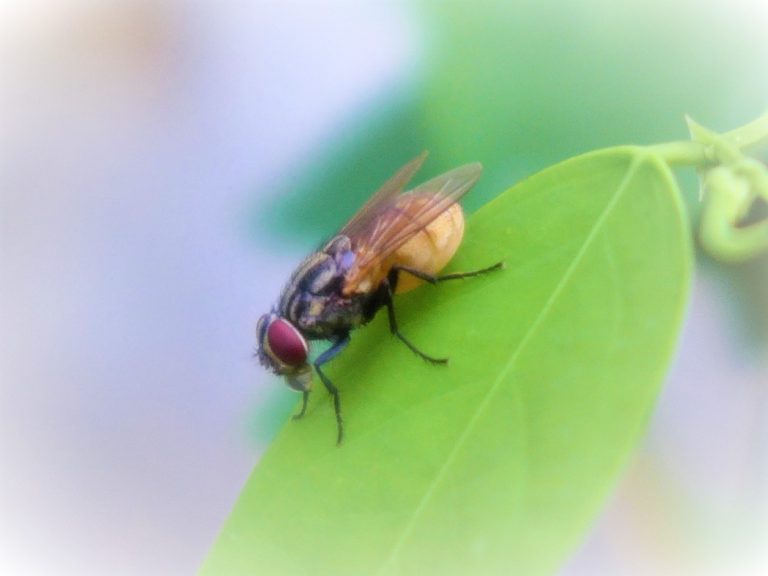Fotografi Makro untuk Fotografer Pemula (part 2 to 3)