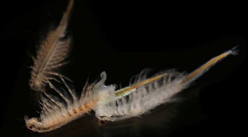 Artemia sebagai Makanan Udang Hias