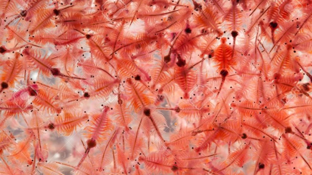 Mudah, Murah dan Terjangkau: Artemia sebagai Makanan Ikan