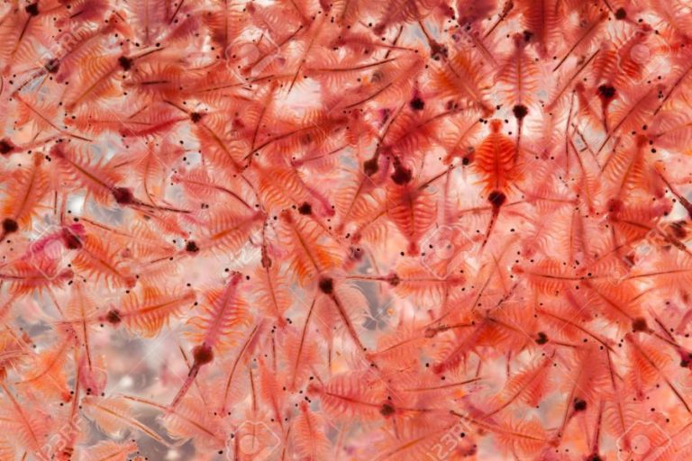 Artemia Sebagai Makanan Ikan yang Murah & Mudah