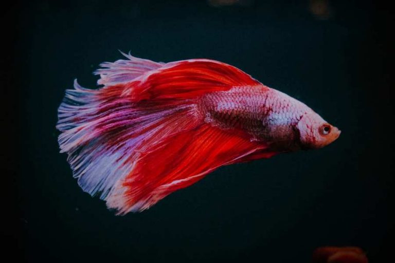 Ikan Cupang