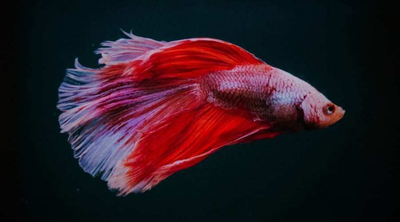 Ikan Cupang