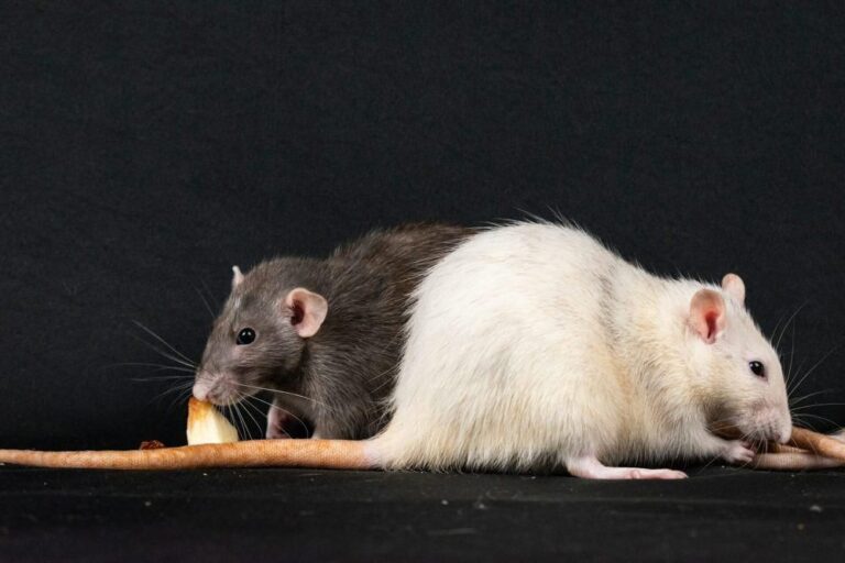 Virus Penyakit Hantavirus