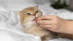 Apakah Kucing Bisa Merasakan Pedas?