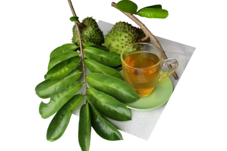 Manfaat Daun Sirsak