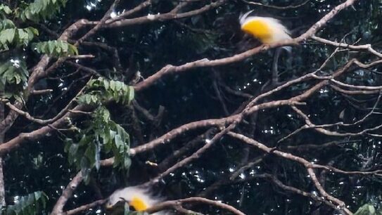 Melihat Burung Cenderawasih di Bukit Issyo Jayapura