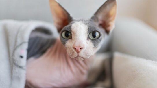 Ingin Miliki Anabul? Ini 5 Kucing Tanpa Bulu Paling Populer untuk Penderita Alergi!