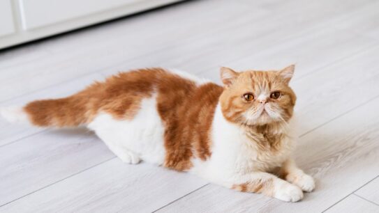 3 Ras Kucing Hidung Pesek Paling Lucu