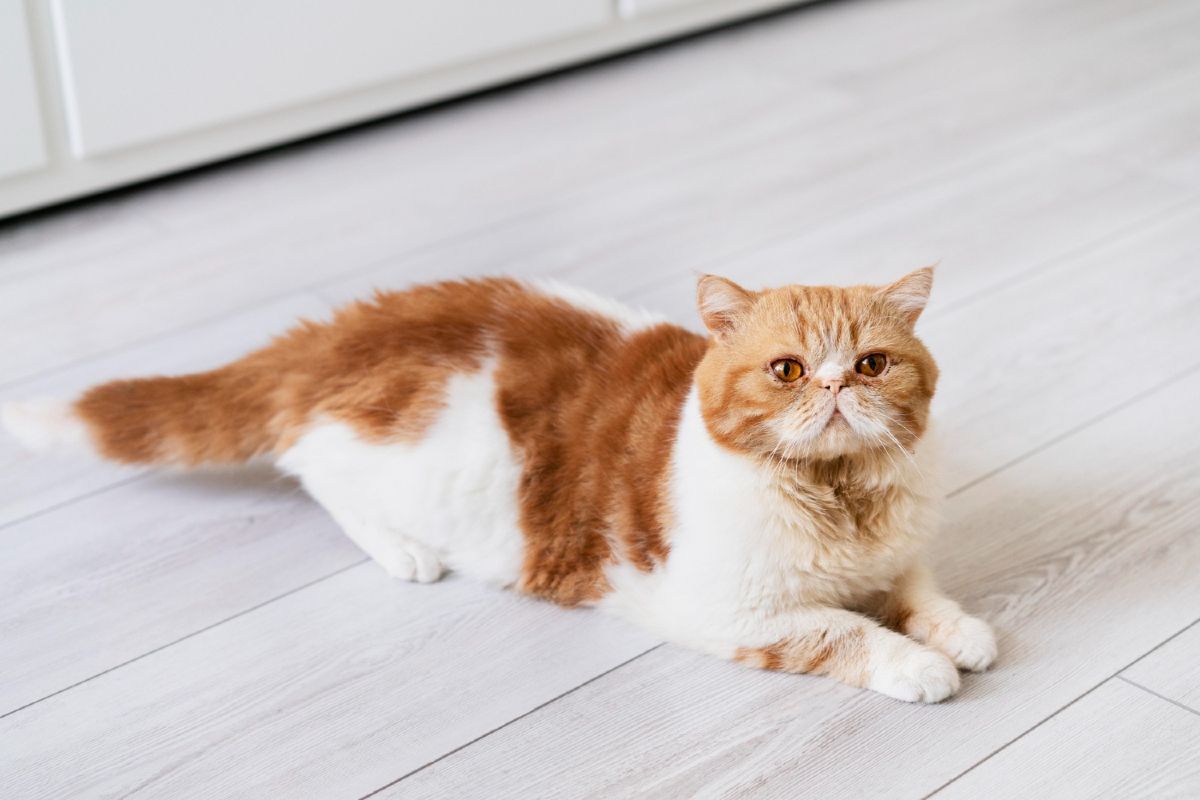 Kucing Hidung Pesek