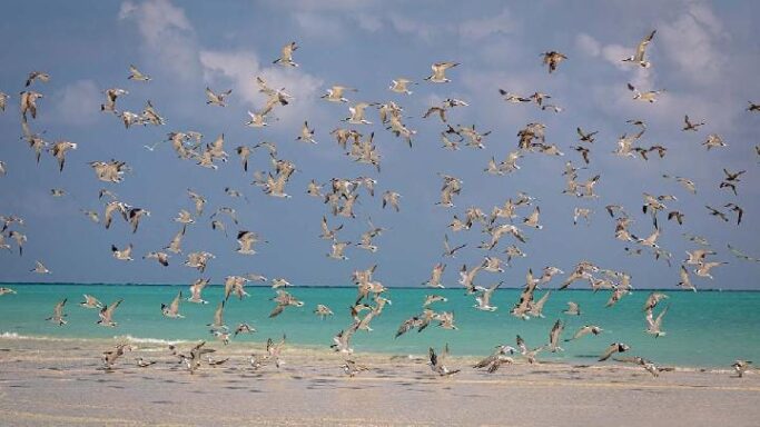 Larangan Memberi Makan Burung Camar Meluas di Seluruh Inggris
