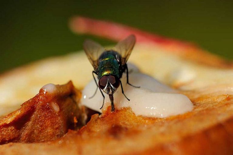 Waspada Bahaya Lalat! Penyebar 65 Penyakit Mematikan