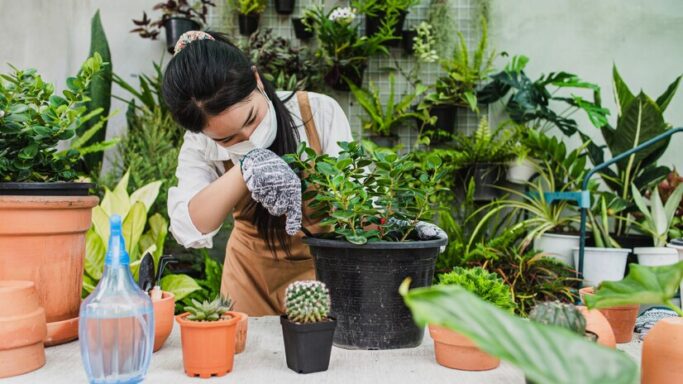 Cara Merawat Tanaman Hias untuk Pemula