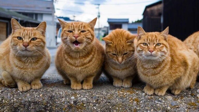 Perbedaan Sifat Kucing: Gen Sebagai Kunci Utama?