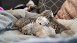 Membantu Kucing Melahirkan