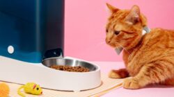 Kucing Tidak Mau Makan? Ini Cara Ampuh Mengembalikan Nafsu Makannya