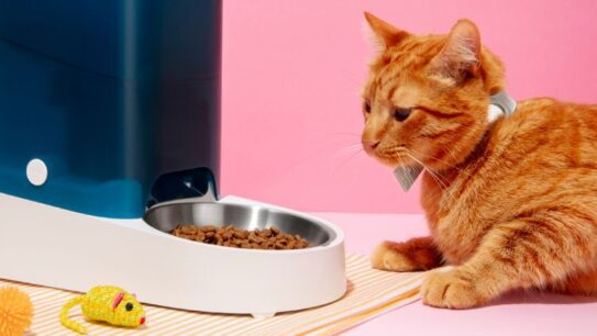 Kucing Tidak Mau Makan? Ini Cara Ampuh Mengembalikan Nafsu Makannya