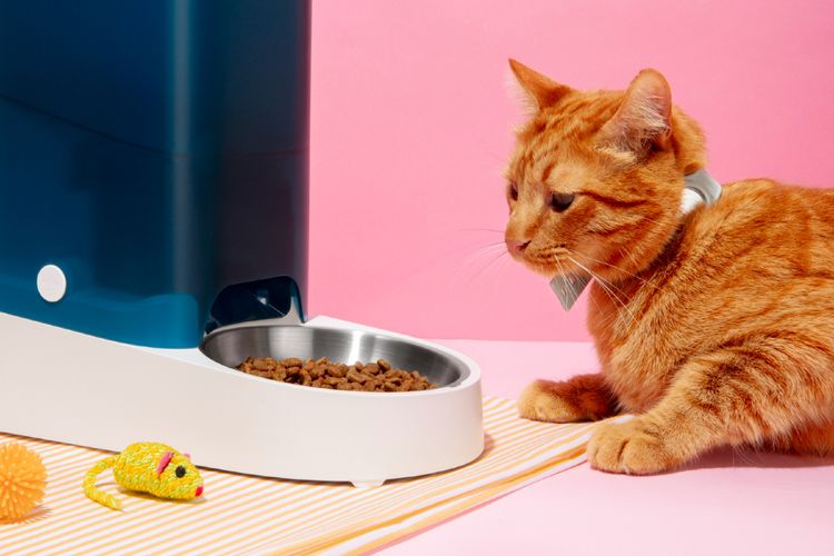 Kucing Tidak Mau Makan? Ini Cara Ampuh Mengembalikan Nafsu Makannya