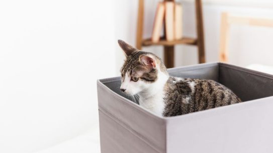 7 Cara Menghilangkan Bau Kencing Kucing