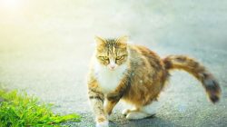 Cara Menjinakkan Kucing Liar dengan Pendekatan yang Tepat