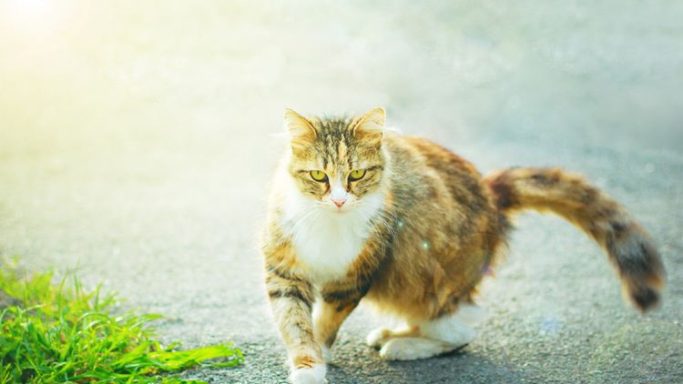 Cara Menjinakkan Kucing Liar dengan Pendekatan yang Tepat