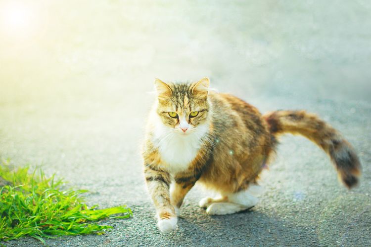 Cara Menjinakkan Kucing Liar dengan Pendekatan yang Tepat