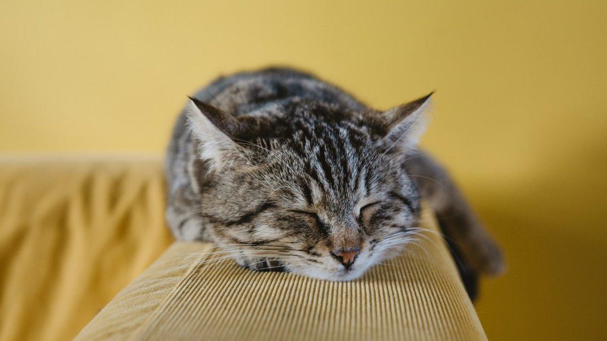 Fakta Menarik tentang Fungsi Lidah Kucing