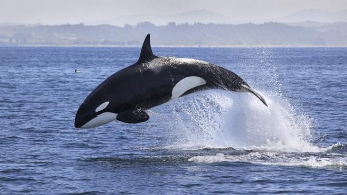Paus Orca, Jenis dan Lingkungan Hidupnya