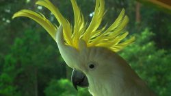 Kakatua Jambul Kuning, Hama di Australia Langka di Indonesia
