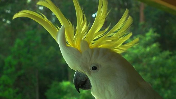 Kakatua Jambul Kuning, Hama di Australia Langka di Indonesia