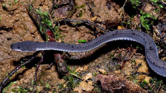 Ular Naga Jawa yang Langka dan Jinak dari Asia Tenggara