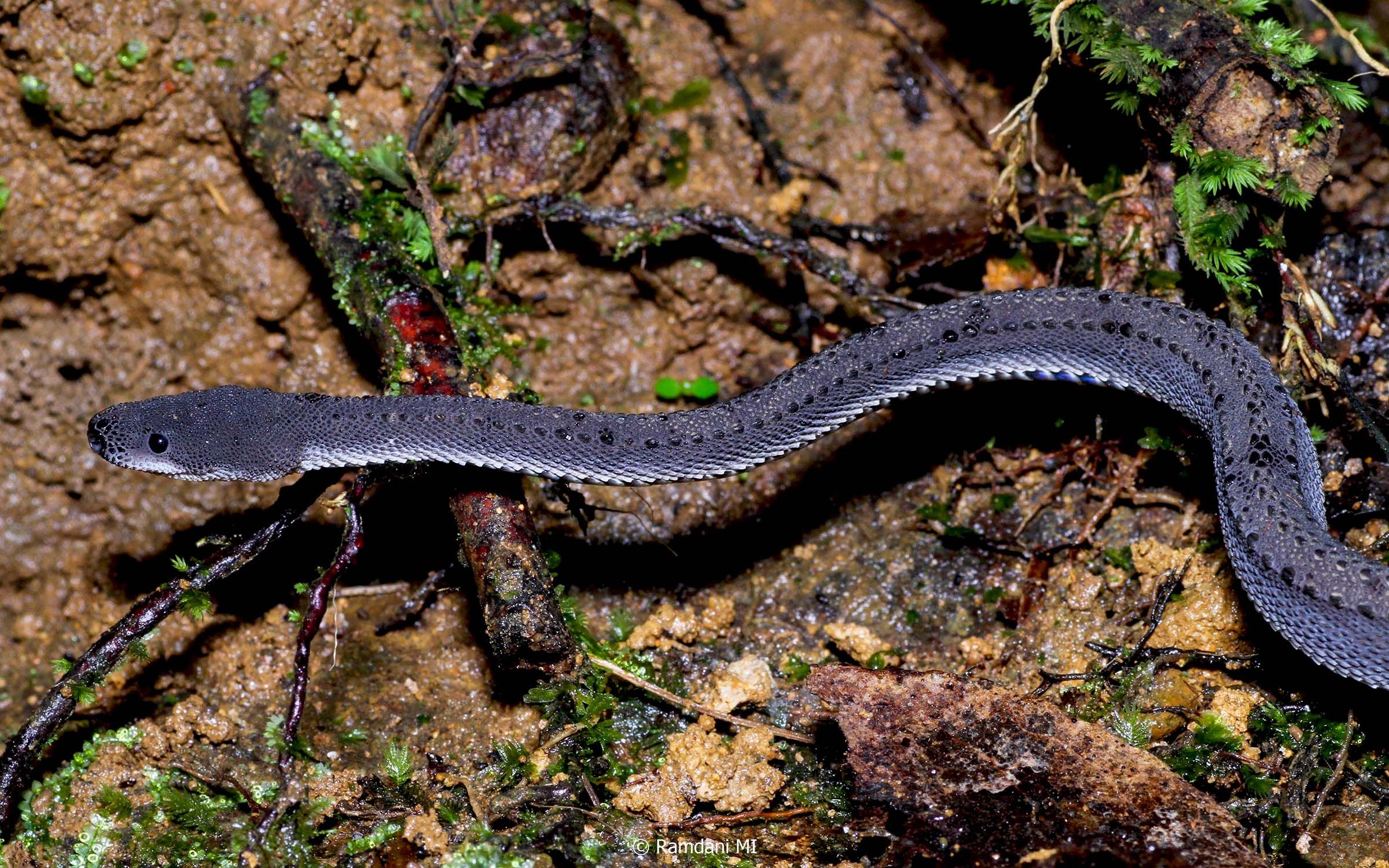 Ular Naga Jawa yang Langka dan Jinak
