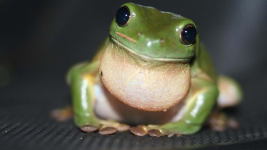Katak Pohon Hijau Australia yang Unik dan Jinak, Bisa Jadi Peliharaan