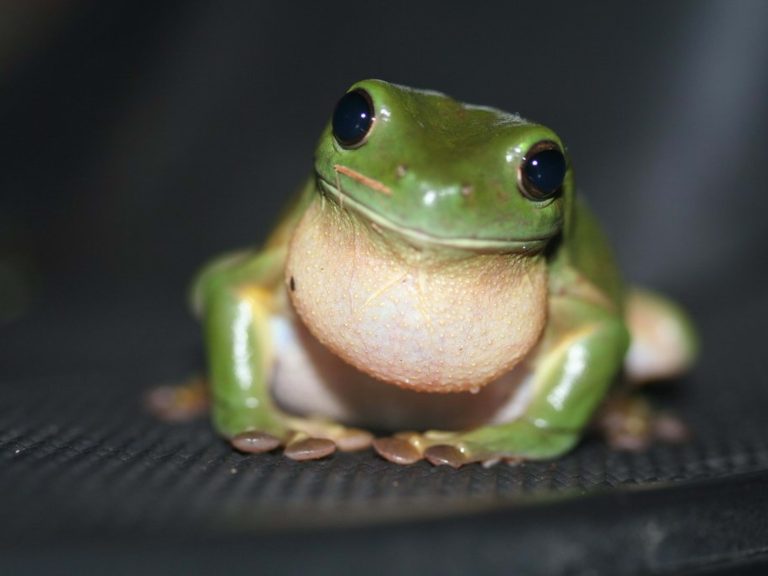 Mengenal Katak Pohon Hijau Australia