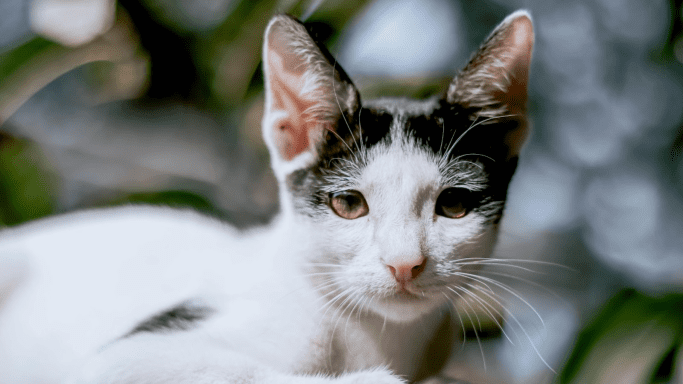 Perilaku Hewan Peliharaan yang Menandakan Kecemasan