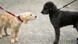 Berapa Lama Anjing Melahirkan? Cek Jadwal & Tahapan Lengkapnya