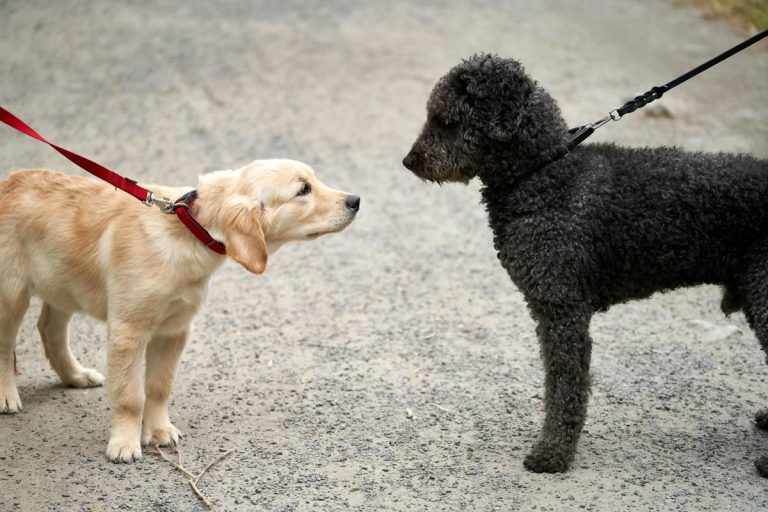 Berapa Lama Anjing Melahirkan? Cek Jadwal & Tahapan Lengkapnya