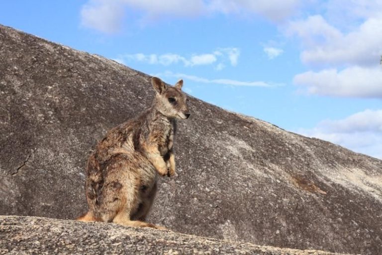 Fakta Wallaby Mareeba Rock yang Paling Mencengangkan