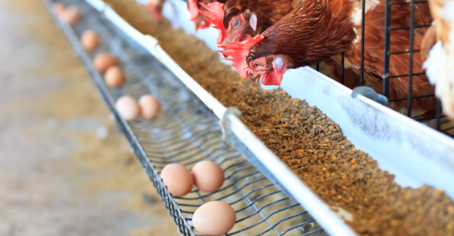 Peluang Usaha Ternak Ayam Rumahan untuk Penghasilan Tambahan