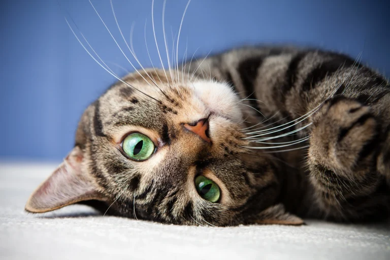 Perilaku Kucing Memilih Tuannya, Ini Penjelasan Ahli